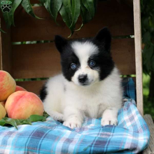 Otto, Pomsky Puppy